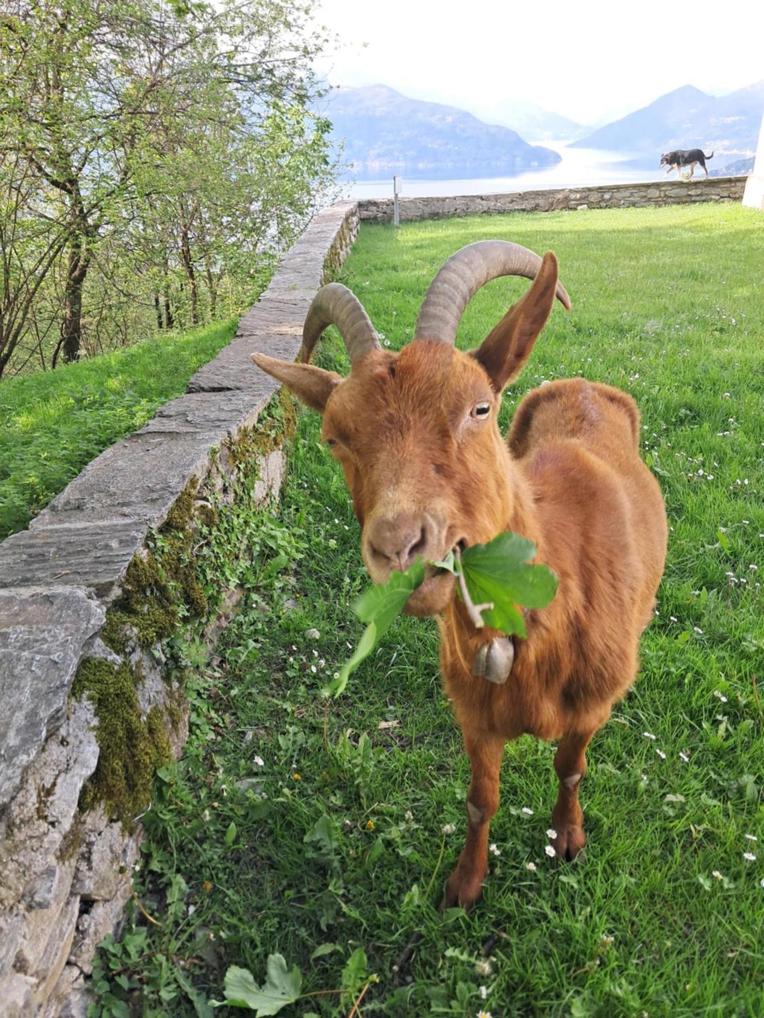 La Stanza Del Bosco Daire Arcumeggia Dış mekan fotoğraf